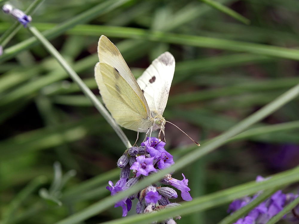 The Small White butterfly