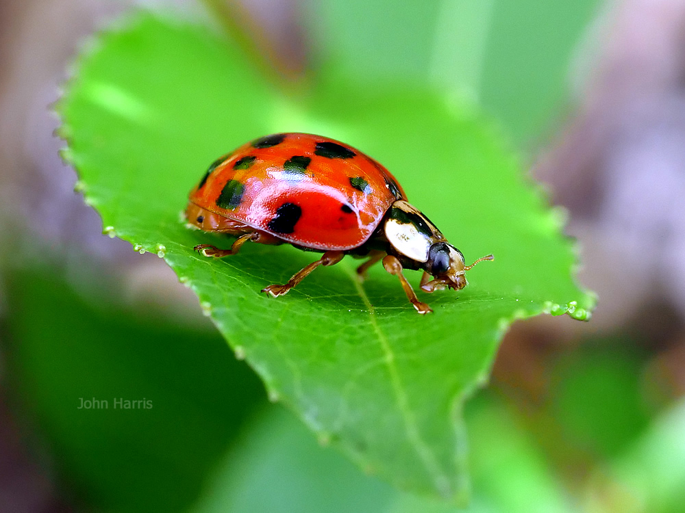 Harlequin Ladybird - photography by Harris Digital