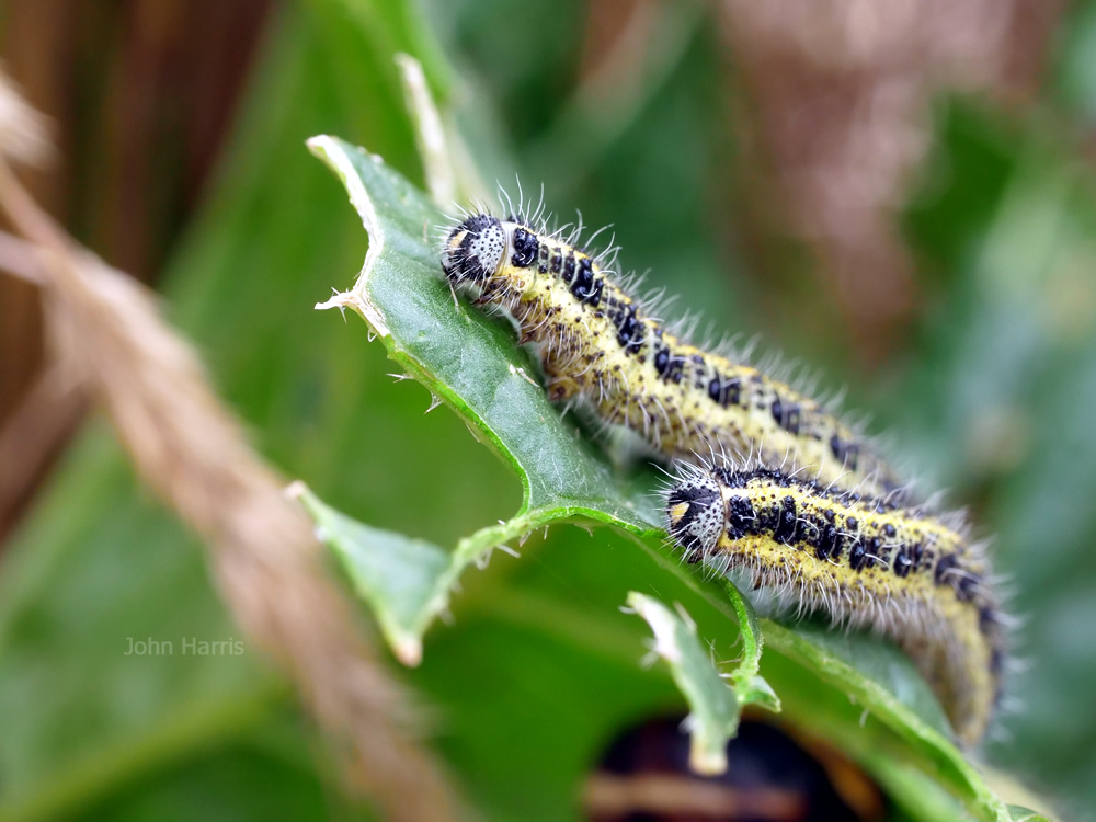 Large white caterpillars - photography by Harris Digital