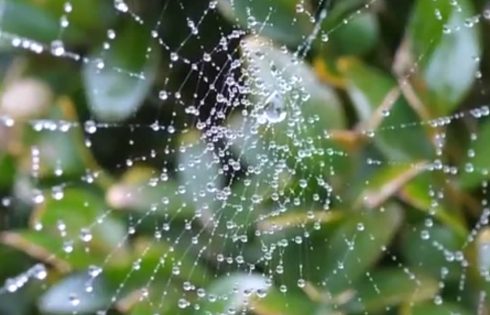 Spiders web - video production in Hertford, Hertfordshire
