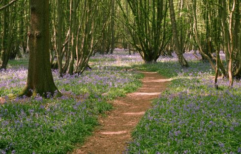 Bluebells in Hertfordshire woodlands - video by Harris Digital Productions