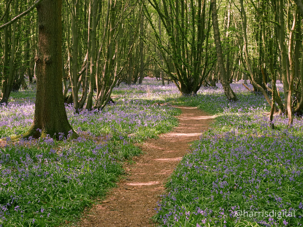 Bluebells in Hertfordshire woodlands - video by Harris Digital Productions