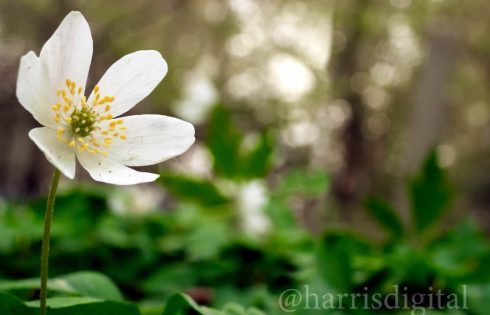Windflowers Video By Harris Digital Productions