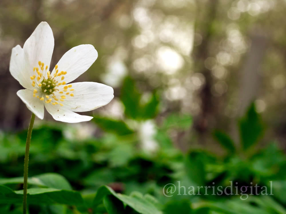 Windflowers Video By Harris Digital Productions