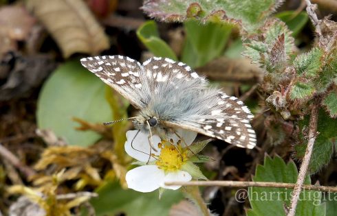 Grizzled Skipper butterfly - video by Harris Digital Productions