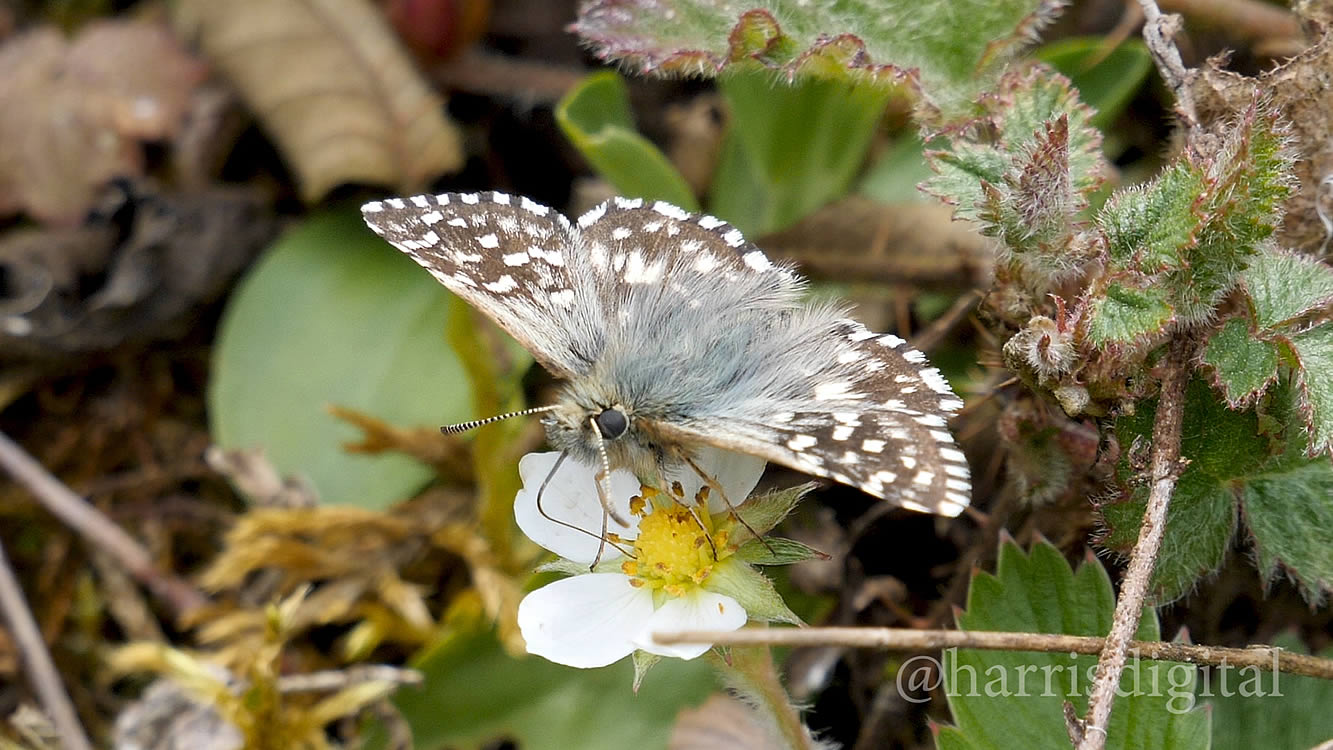 Grizzled Skipper butterfly - video by Harris Digital Productions