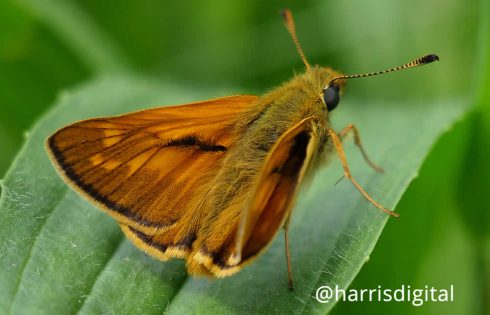 Large Skipper butterfly 4K video by Harris Digital Productions