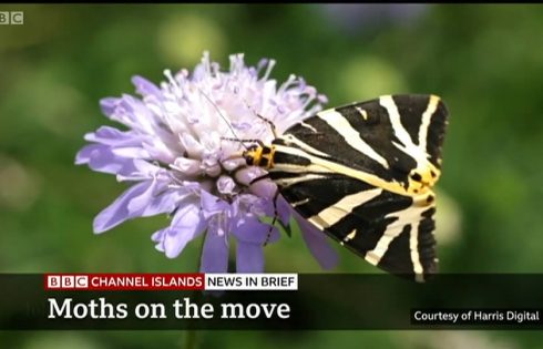 BBC Channel Island News - Jersey Tiger Moths - footage by Harris Digital Productions