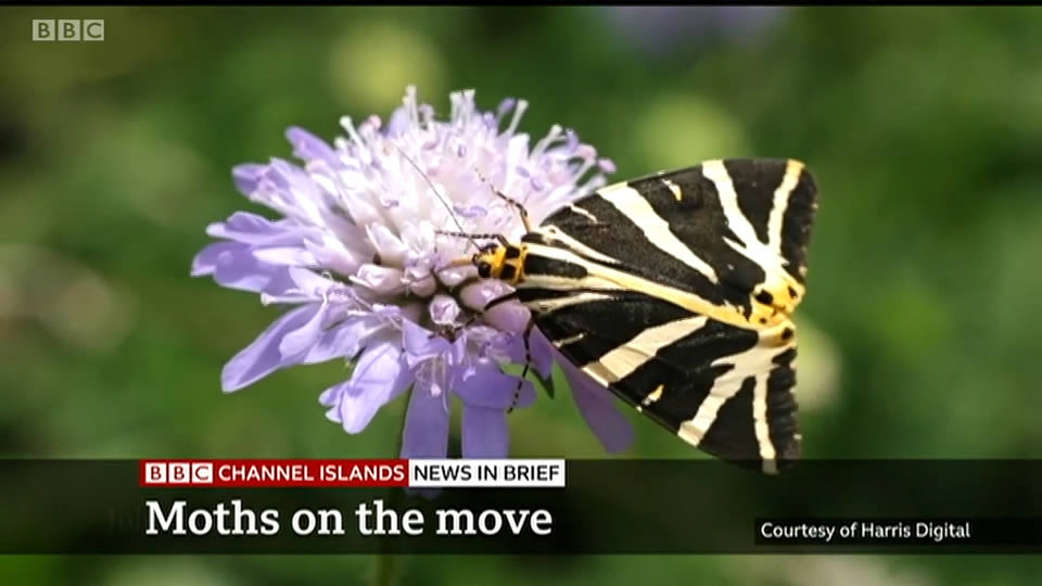BBC Channel Island News - Jersey Tiger Moths - footage by Harris Digital Productions