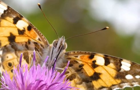 Painted Lady video in 4K by Harris Digital Productions