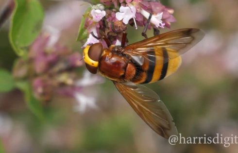 Hornet mimic hoverfly video by Harris Digital Productions