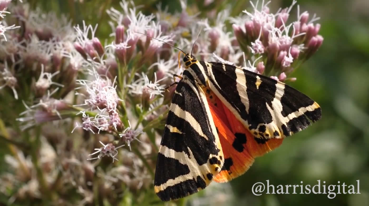 Jersey Tiger Moth