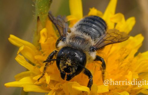 Leafcutter Bee - video by Harris Digital Productions