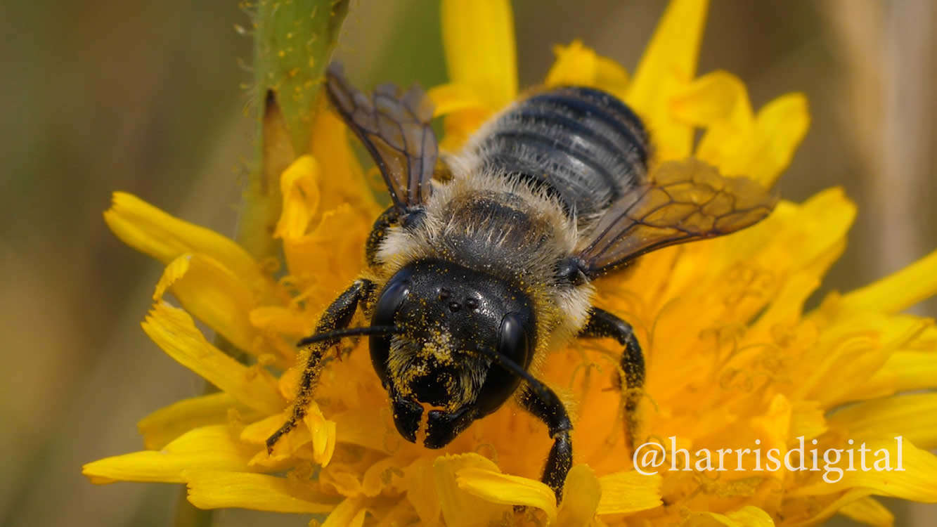 Leafcutter Bee - video by Harris Digital Productions