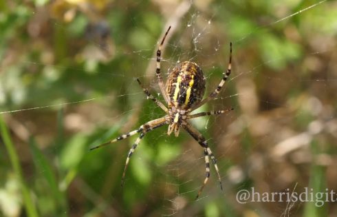 Wasp Mimic Spider
