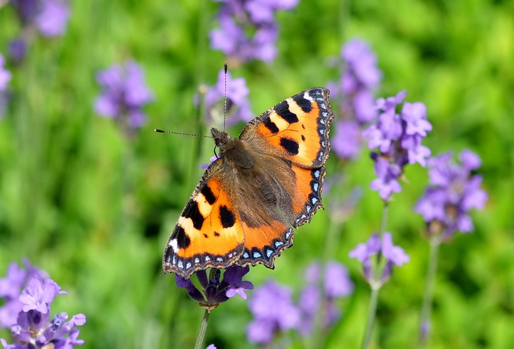 Beautiful Hertfordshire Butterflies and Moths Harris Digital