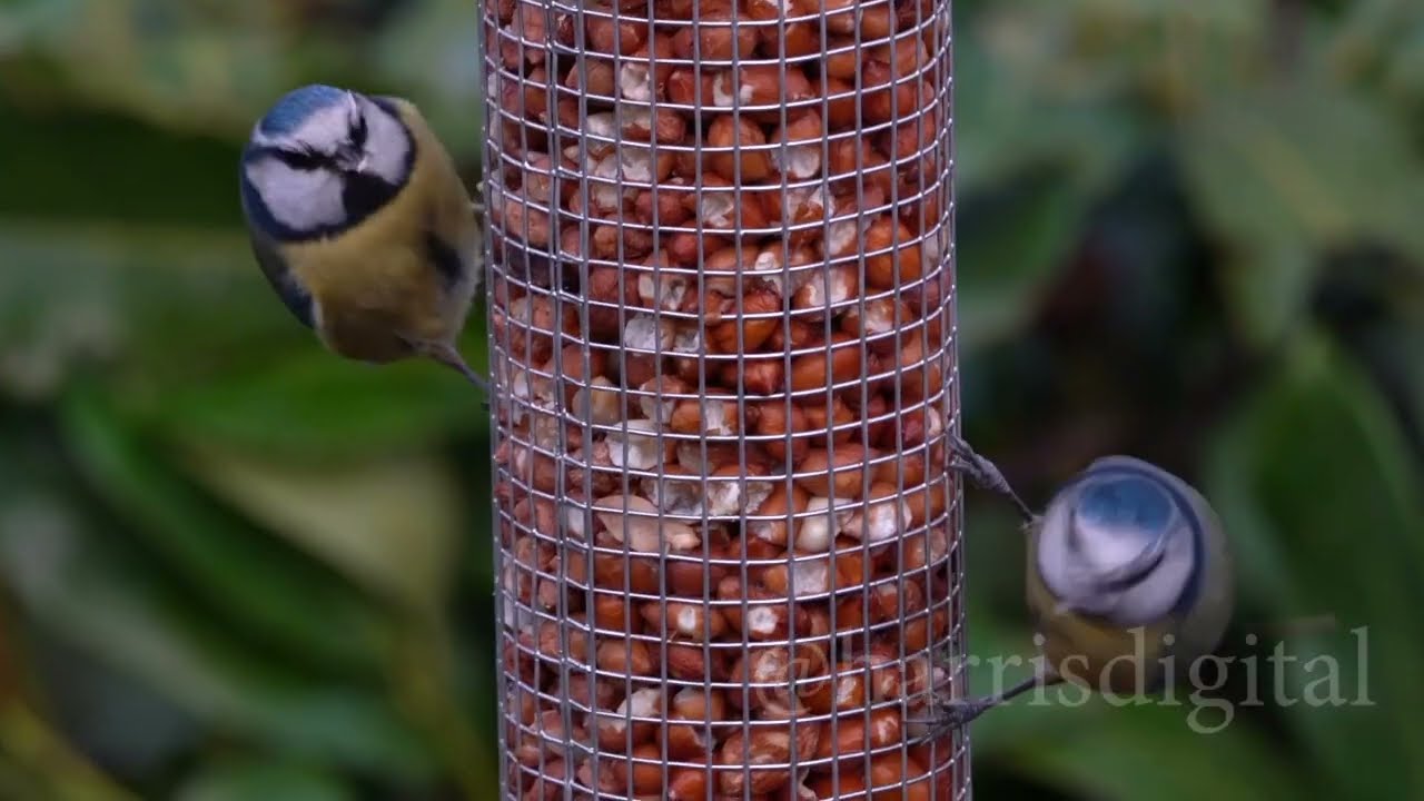 Peanut feeder promotional video